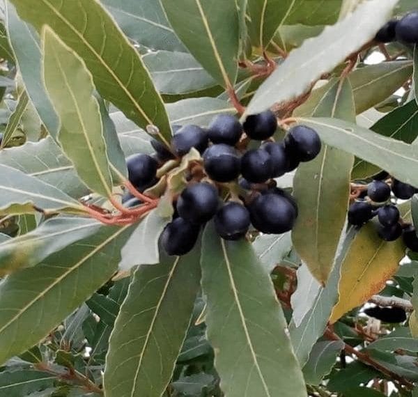 Alloro: la pianta dei poeti e degli eroi