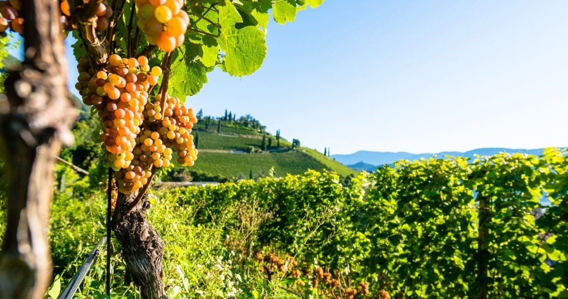 Citocromo P450: complesso rompicapo o gradito sommelier? Citocromo P450: complesso rompicapo o gradito sommelier?