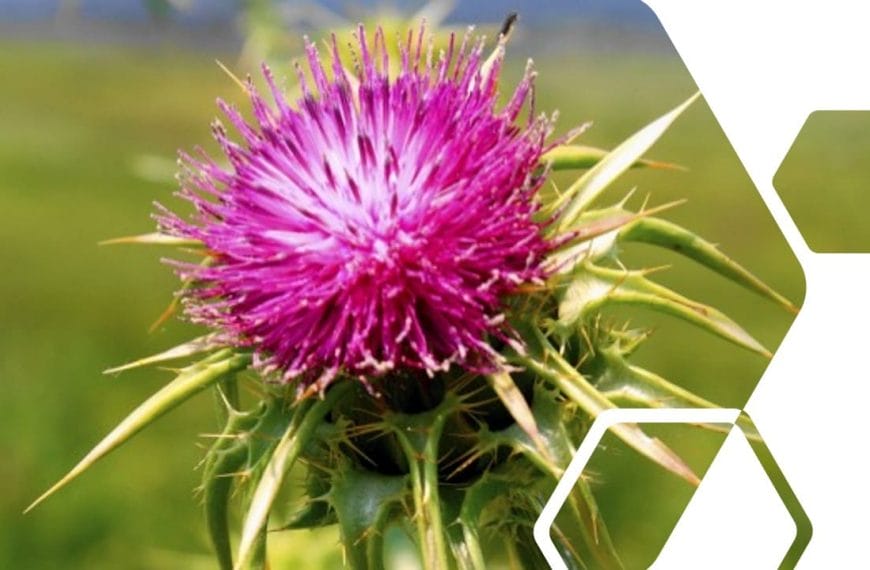 Cardomariano: curarsi con le spine